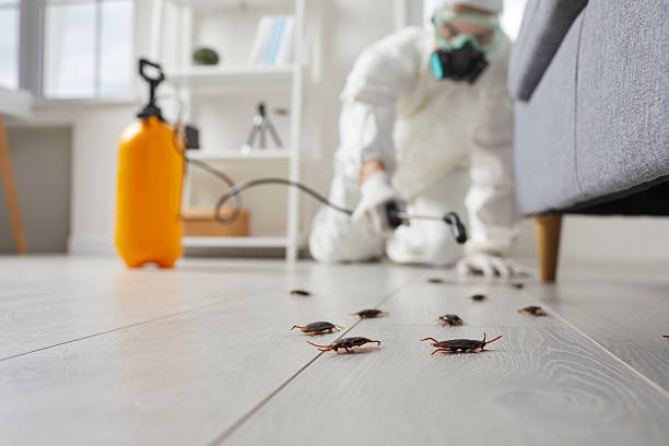 Affordable Termite Control solutions in Uintah, UT